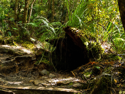 Lost world of birds and frogs: Scientists open a million-year-old cave time capsule in New Zealand, where 12 bird species and four frogs reveal a lost world reshaped by volcanoes and climate long before humans arrived