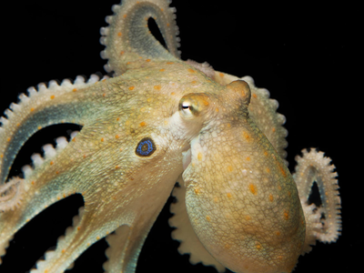 Octopuses just passed a mirror challenge few expected; scientists found they could use reflections to locate hidden prey in 73% of trials