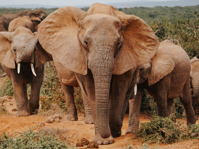 Elephant encounters: Scientists tracked elephants for 19 years in Botswana and found that year-long droughts pushed them toward human settlements, raising the risk of dangerous encounters