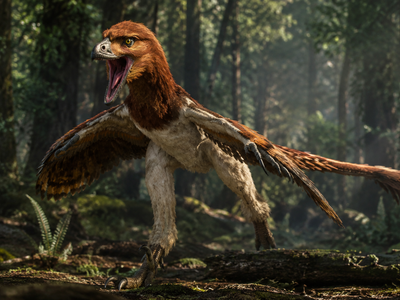 Four-winged dinosaur: Scientists just found a four-winged dinosaur in northwestern China, and it may be the predator that left behind piles of crushed bird bones