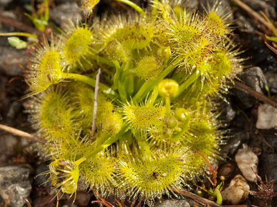 Fatal fall: Scientists found an Australian carnivorous plant that kills through a fatal fall, where pollinators lose their footing and plunge into sticky tentacles