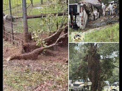 24 million honeybees escape after truck overturns in Texas, neighbourhood placed under lockdown as beekeepers warn only a fraction of hives may survive