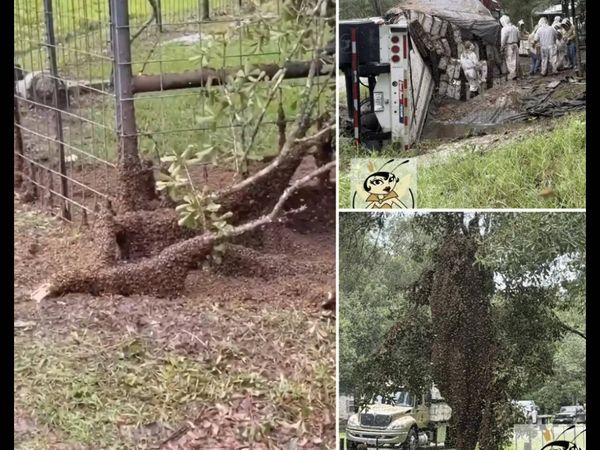 24 million honeybees escape after truck overturns in Texas, neighbourhood placed under lockdown as beekeepers warn only a fraction of hives may survive