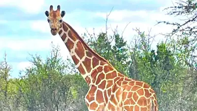 Texans puzzled after Gracie the giraffe escapes, disappears: ‘How the hell do you lose a giraffe?’