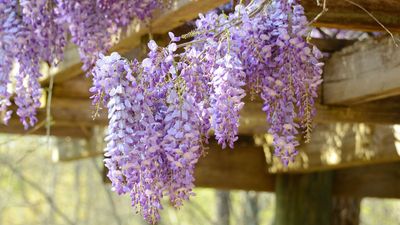 What to Do With Your Wisteria in June – to Set It Up for Another Magnificent, Dreamy Display of Blooms Next Spring