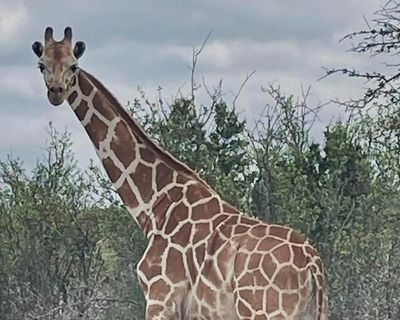 Gracie the giraffe who loves to wander found safe after search with community help