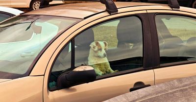 What to do if a dog is in a car on a hot day and if you can smash a window