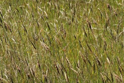 A toxic weedkiller stays on Australian farms after a 30-year review, because paraquat is cheap, effective and hard to replace, but the decision leaves a bigger question about how long farmers can depend on it