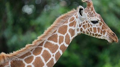 New giraffe born in Denmark zoo
