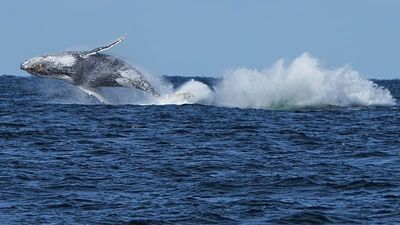 First whales killed as Iceland restarts commercial hunt