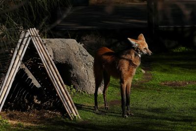 Argentina returning rare wolves to the wild