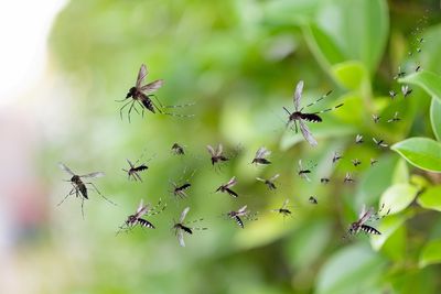 The Backyard Mistake That Can Make Mosquito Problems Worse