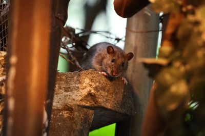 Rats and mice are mutating and becoming resistant to poison, researchers warn