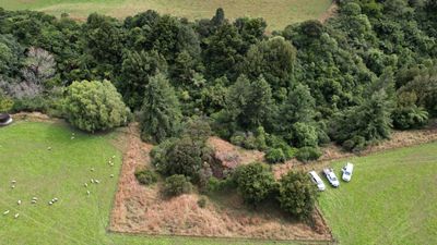 Money does grow on old trees: A first-of-its-kind plan to unlock native forests