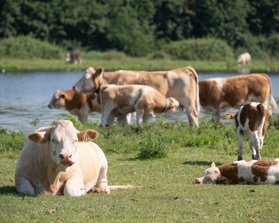 Farmers criticise government plan to counter threats to UK food security