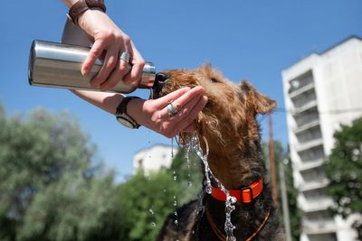 RSPCA warns dog owners ‘if in doubt, don’t go out’ as temperatures soar