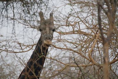 Search underway for missing giraffe named Gracie in Texas