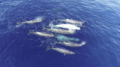'Weirdos of the sperm whale world' appear to be evolving 2 different dialects, audio recordings suggest