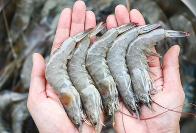 Industry groups act on shrimp prices