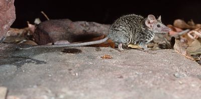 We checked 2000 museum specimens and discovered a tiny new ‘ferocious’ Australian mammal