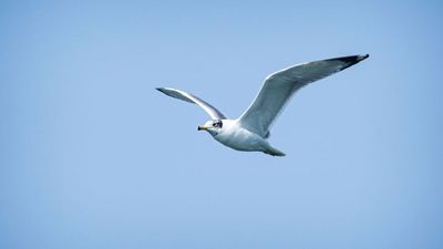 What The H5N1 Bird Flu Detection In Australia Really Means For You And Our Wildlife