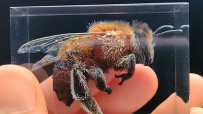 The modern version of a fly trapped in amber: 3D printing your Gaussian Splat is one of the most amazing things I've seen in a long time