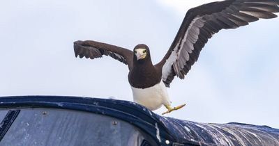 Twitching hour: why so many people will drive hours to see a rare bird