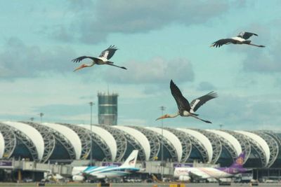 Task force tackles risk of bird strikes