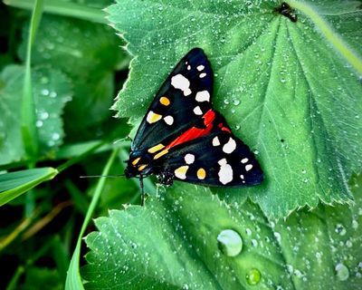 Country diary: Bright and bohemian, this moth could be a David Hockney