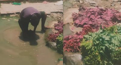 Viral Video Shows Vegetables Washed in Muddy Pond Near Noida, Sparking Food Safety Concerns