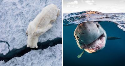 45 Incredible Wildlife Shots That Reveal The Real Life Of Animals Across The Planet
