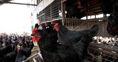 Farmers act early to stay a step ahead of highly infectious H5N1 bird flu