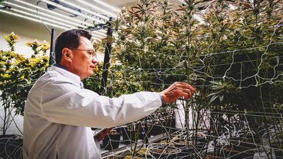Prohibition Didn't Stop Marijuana Use. It Stopped Marijuana Research.