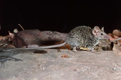 New mammal dubbed Australia’s ‘cutest and fiercest’ discovered in remote nature reserve