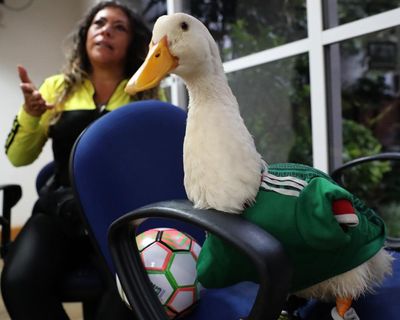 Duck off: World Cup hero Merlín barred from Mexico game due to Fifa’s animal ban