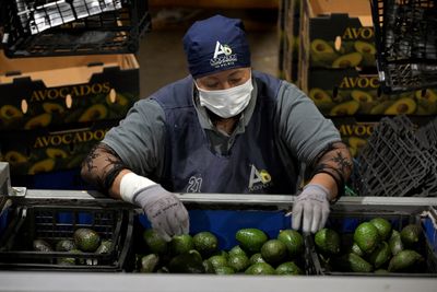 From Michoacán to Your Table: Mexico Banks a Record 40% of Global Avocado Trade