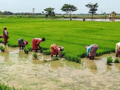 Centre extends MSP procurement deadline in UP to July 8, approves over 6.18 lakh rural houses