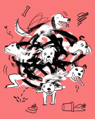 What training my chaotic dog taught me about power, control – and human beings