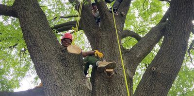 Students branch out and climb trees to learn up close how to care for them and why they help cities flourish