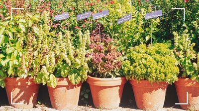 Worried about your potted plants perishing in the heat? Follow these 4 simple tips recommended by professional gardeners