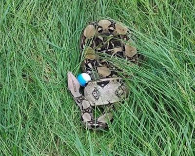 Golfers find two boa constrictors in one week on UK course