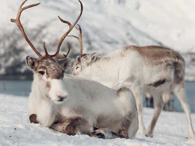 In 1944, the US Coast Guard released 29 reindeer on an Alaskan island as a food supply; 19 years later, scientists found them to be 6000, and next winter, only 42 were alive