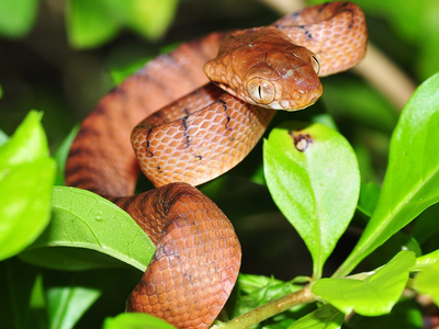 In the 1940s, the brown tree snake reached Guam hidden in post-WWII cargo and set off a chain reaction that scientists are still measuring today; birds gone, tree seedlings down by up to 92%, and spiders multiplying up to 40-fold on an island that once had neither