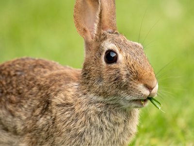 In 1950, Australia used a virus as a biological weapon against millions of rabbits; scientists just decoded how they fought back, using DNA from a rabbit that once belonged to Charles Darwin