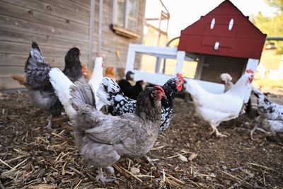 Your Backyard Chickens Could Make Your Child Seriously Ill, CDC Warns Families