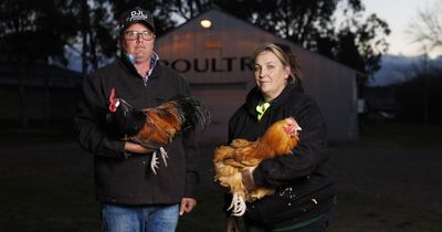 'It's a bit scary': Canberra bird owners fear advance of deadly avian flu