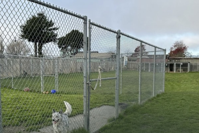 Grim find after hundreds of animals vanished from rescue shelter