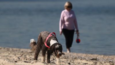 People and pets in firing line if ants not eradicated