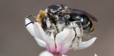 Most bees are solitary and don’t live in hives. Climate change risks them starving