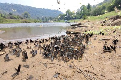 Land spats set for verification